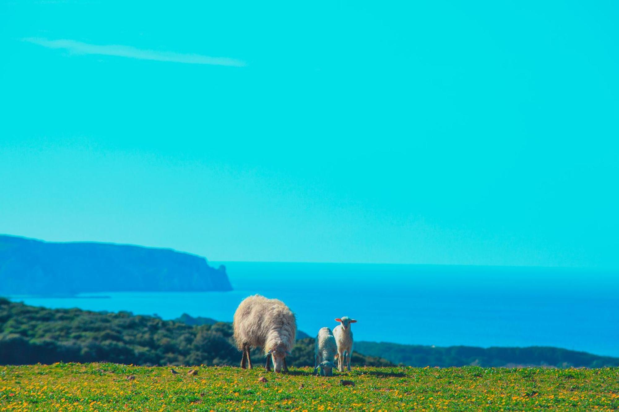 Agriturismo Il Ginepro ฟลูมินิมัจจอเร ภายนอก รูปภาพ